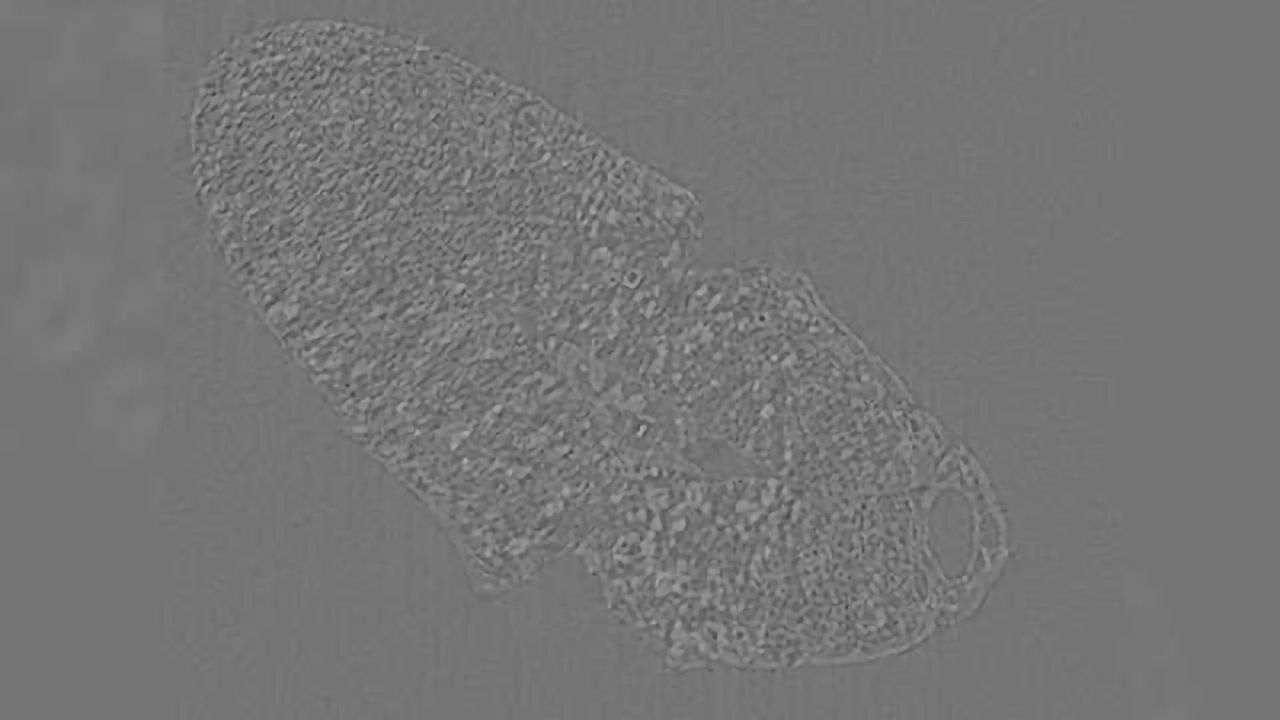 Synchrotron Light Shows Human Domestication of Seeds From 2000BC