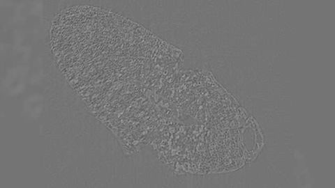 Synchrotron Light Shows Human Domestication of Seeds From 2000BC