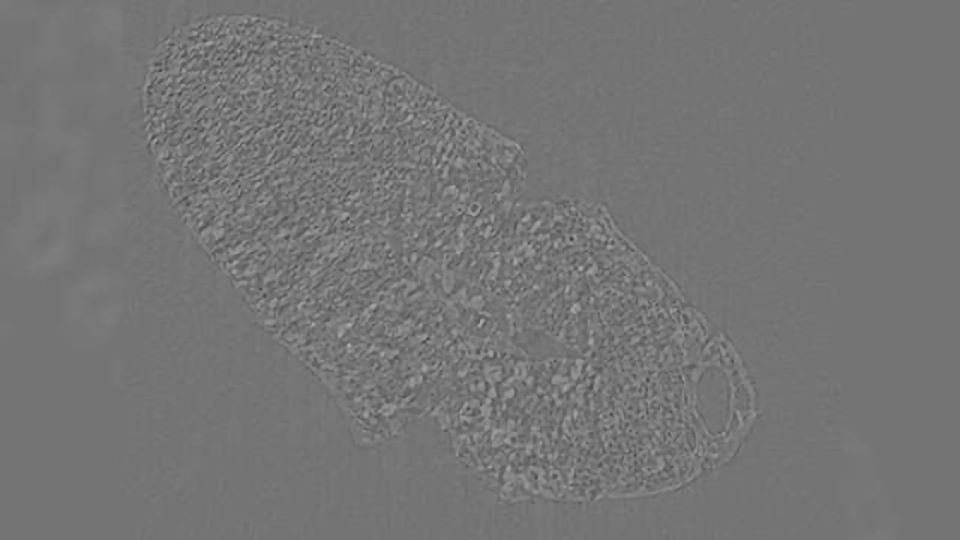 Synchrotron Light Shows Human Domestication of Seeds From 2000BC content piece image