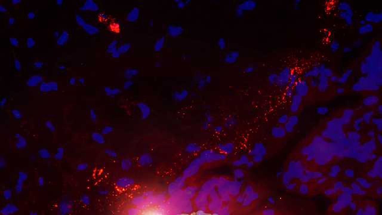 Material From Shellfish Boosts Sensitivity of Diagnostic Tests