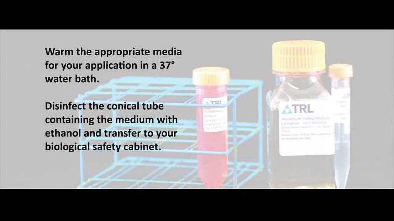 Thaw, Plate, Incubate: Cryopreserved Hepatocyte Thawing and Plating Instructions