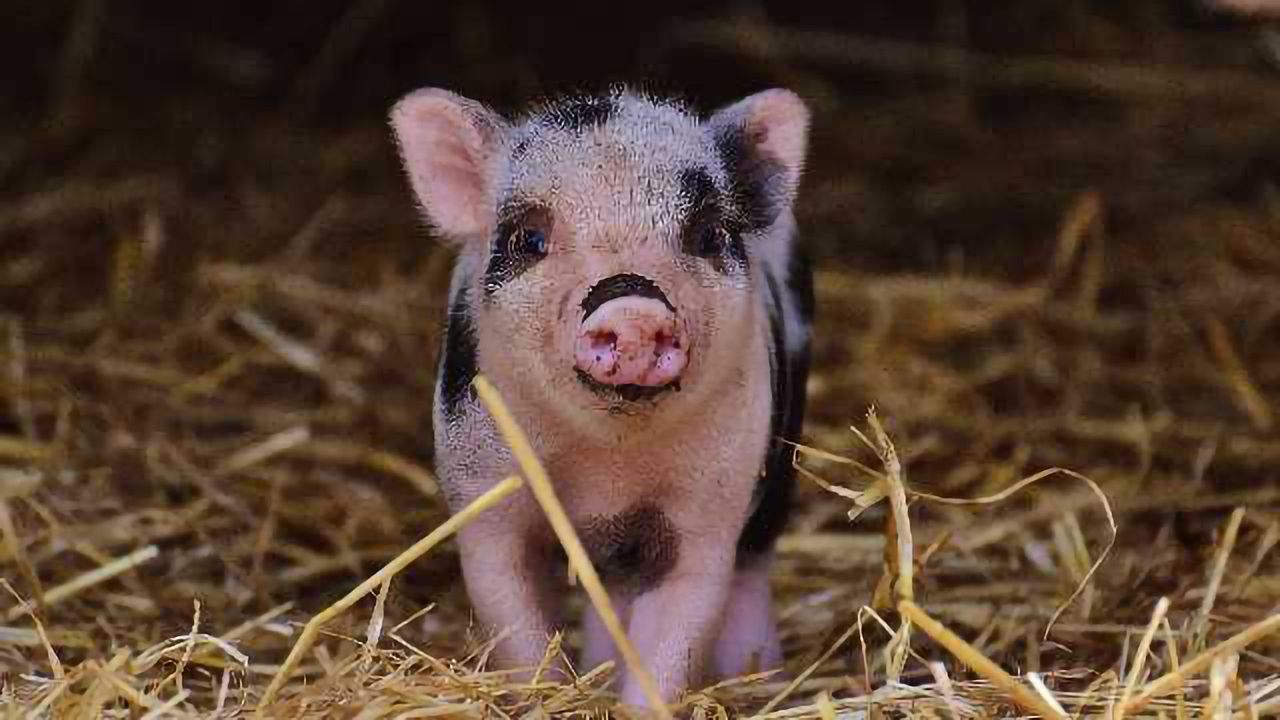Piglets Might Unlock Keys to IVF in Humans