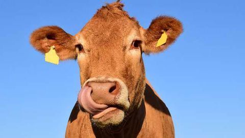 Cow Antibodies Yield Important Clues For Developing A Broadly Effective AIDS Vaccine