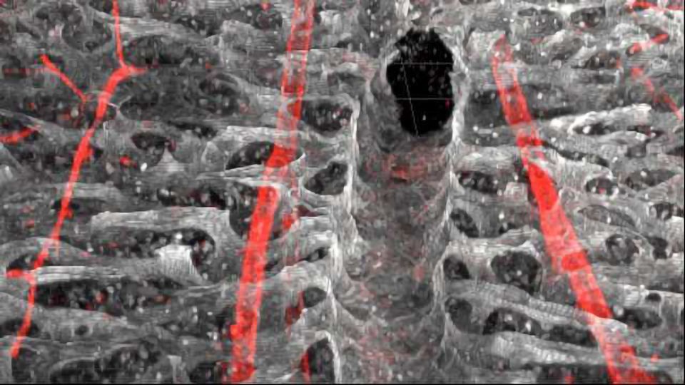 Innate Reaction of Hematopoietic Stem Cells to Severe Infections content piece image