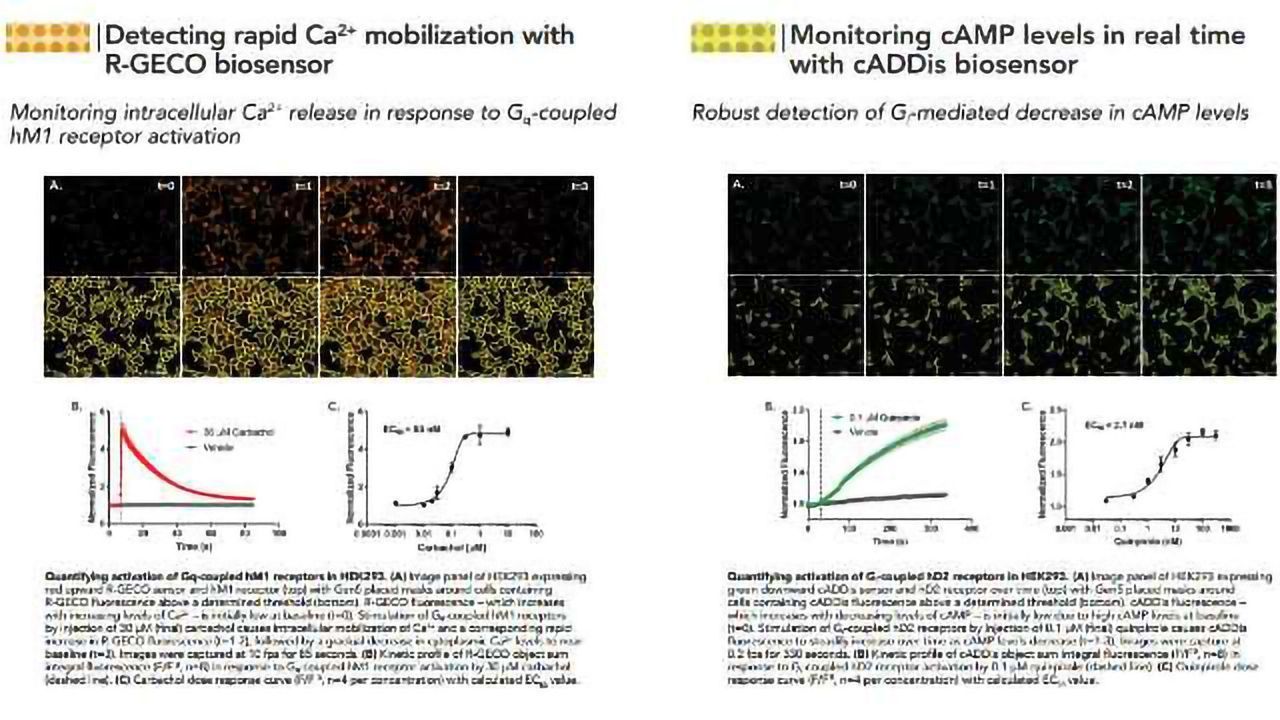 Characterizing GPCR Activation Using Automated Live Cell Imaging