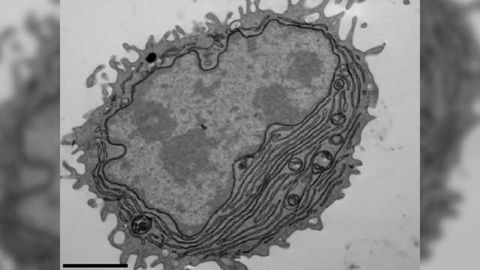 Researchers Develop New Method to Generate Human Antibodies