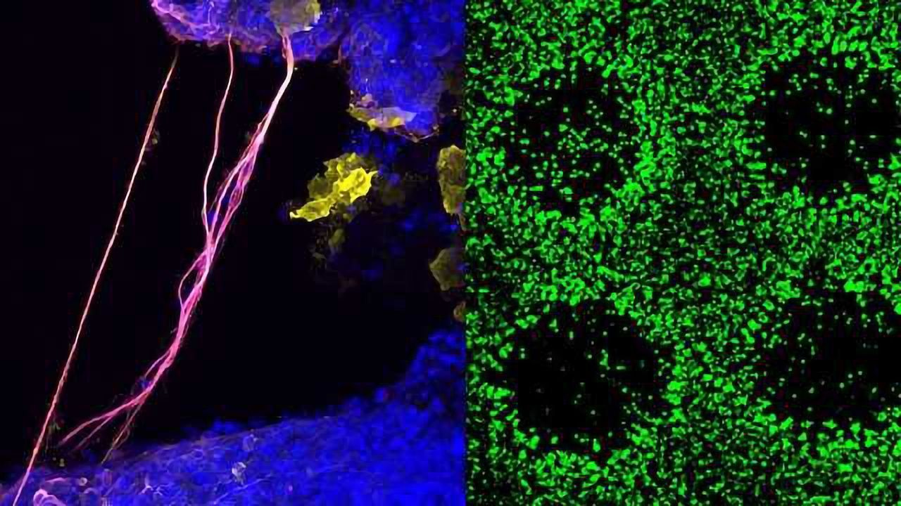 Human Pluripotent Stem Cells Successfully 3D Printed