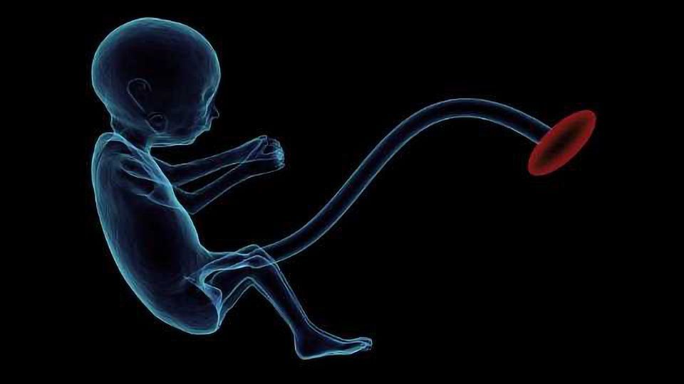 Irvine Scientific Introduces Single-Step Culture Medium for IVF content piece image