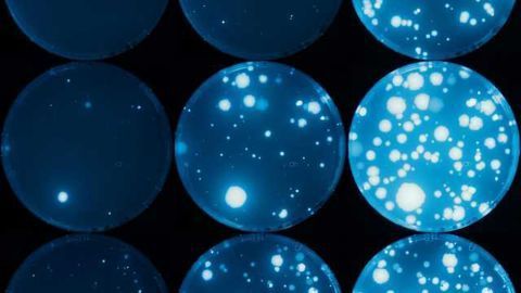Genes Can Influence the Mutation, Activity of Nearby Genes