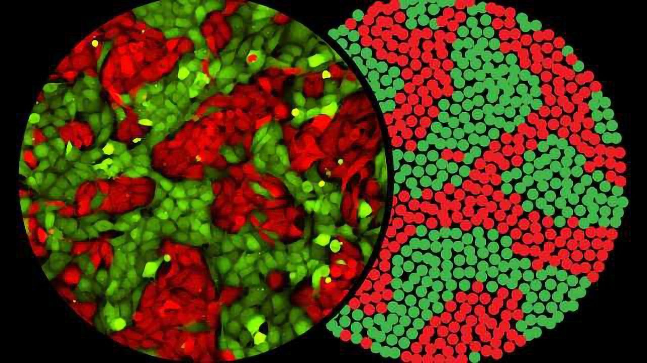 Understanding the Cellular Systems that Hold Back the Spread of Cancer