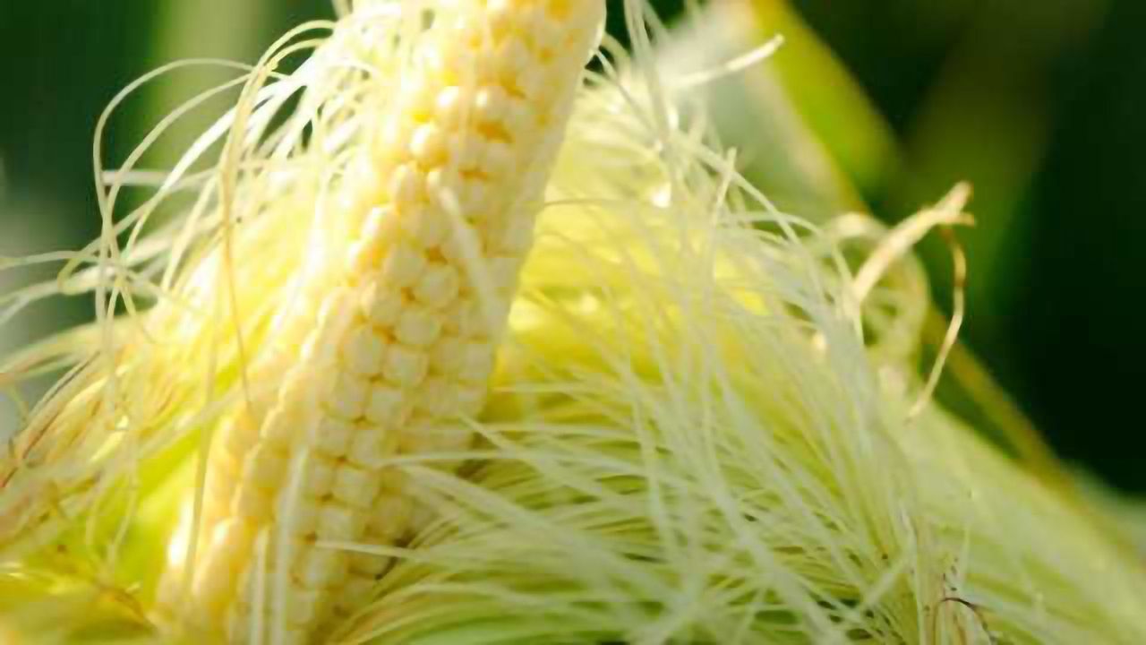 Taking the Genomic Revolution to Corn Fields to Improve Crops