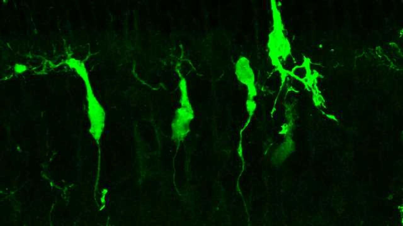 Retinal Cells Regenerated in Mice