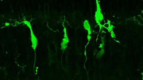 Retinal Cells Regenerated in Mice