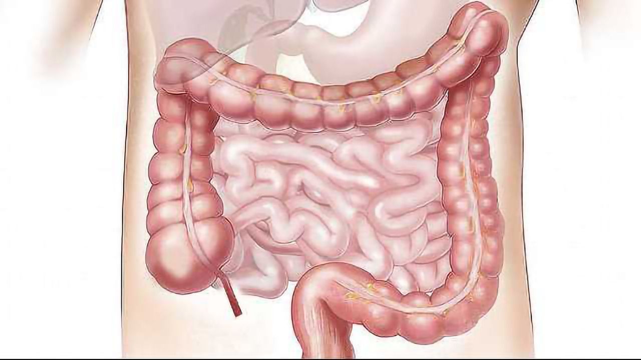 The Role of Secretory Autophagy in Intestinal Defense