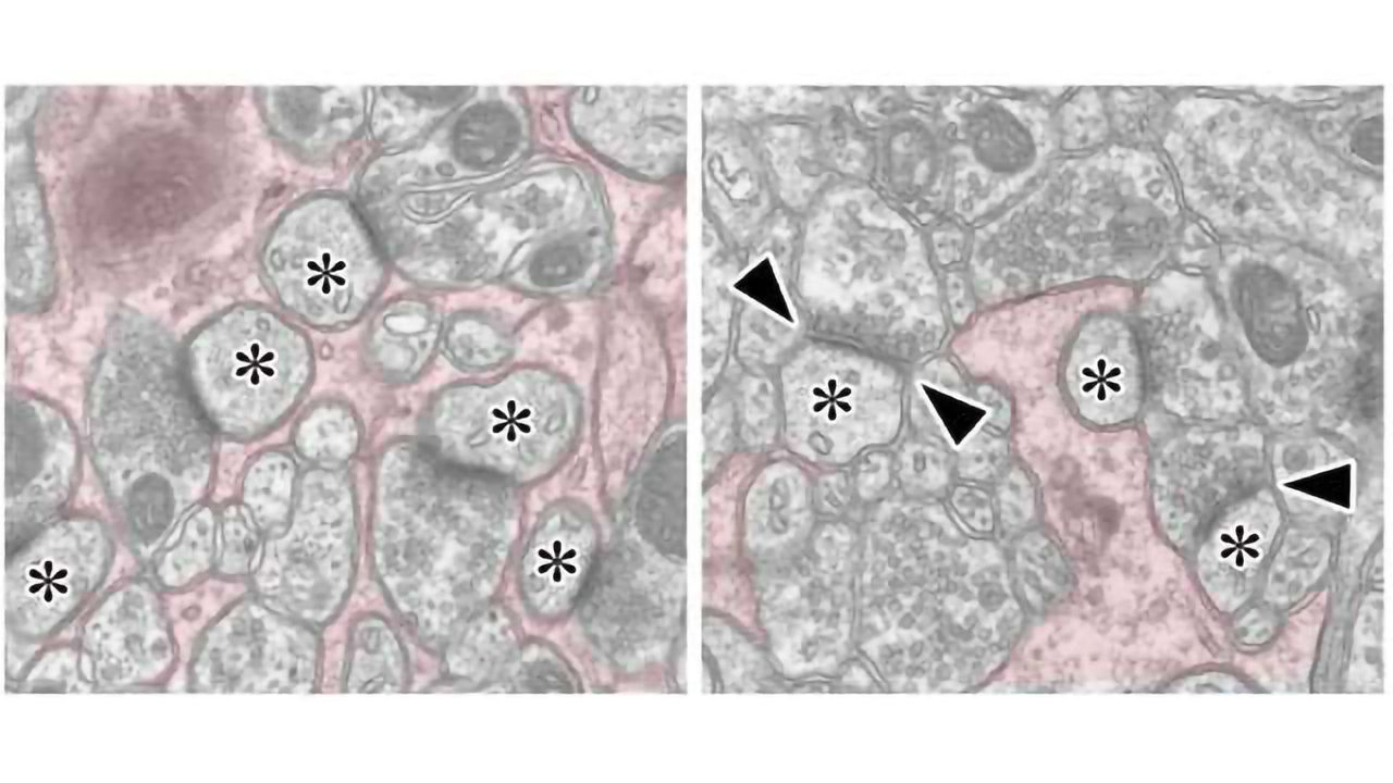 Bergmann Glia Molecule Essential for Correct Neuronal Wiring in the Cerebellum