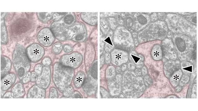 Bergmann Glia Molecule Essential for Correct Neuronal Wiring in the ...