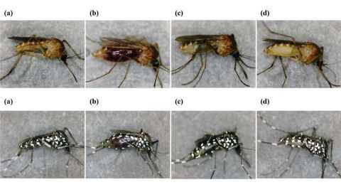 Recovering Human DNA from Mosquitos