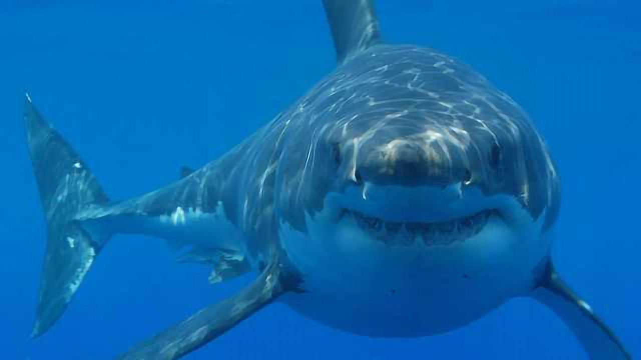 Shark Scavenging Helps Reveal Clues About Human Remains