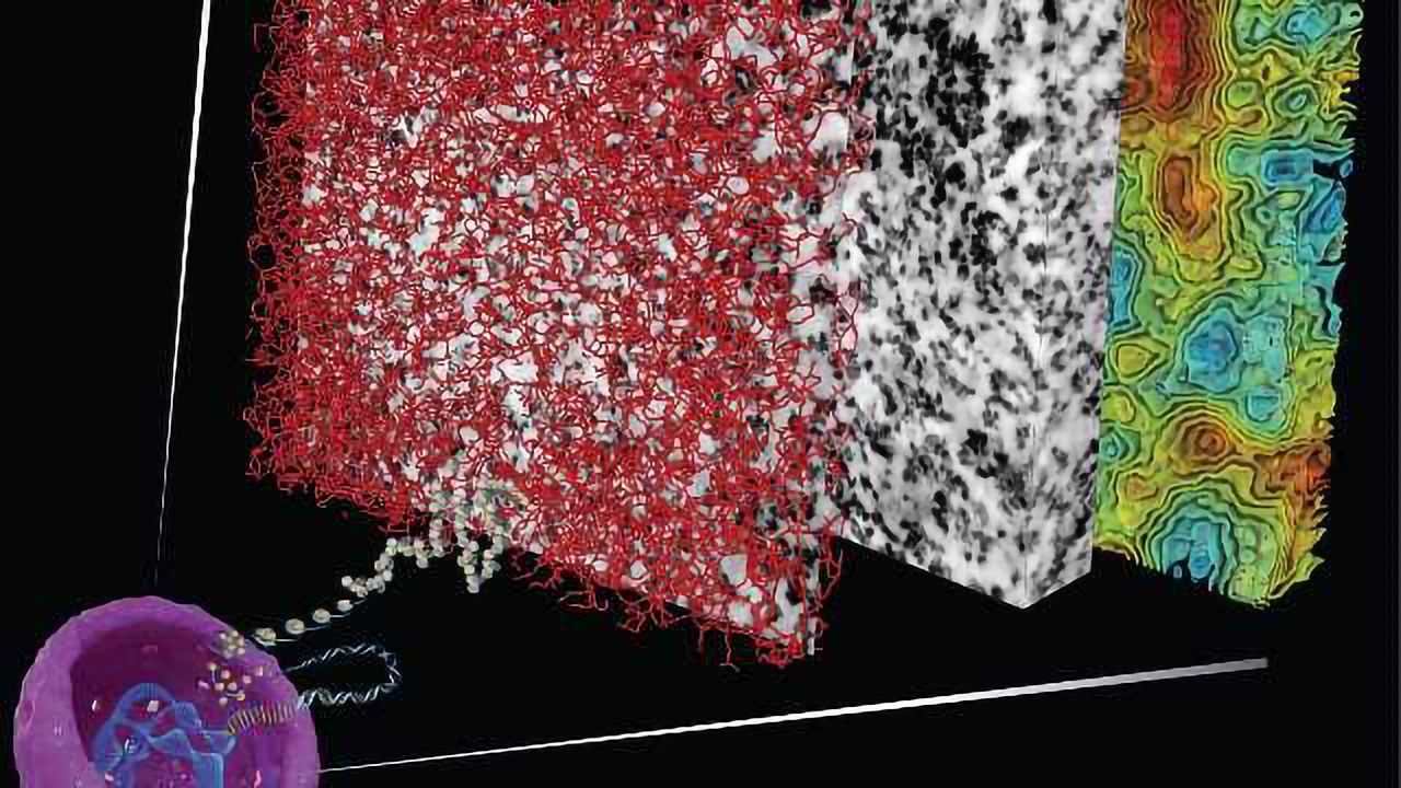 Longstanding Biological Mystery of DNA Organization Solved
