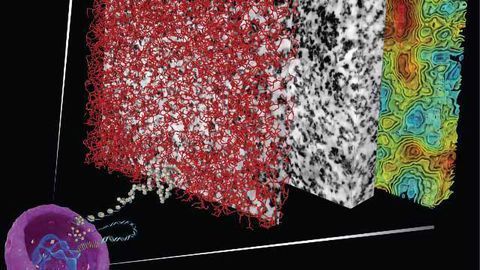 Longstanding Biological Mystery of DNA Organization Solved