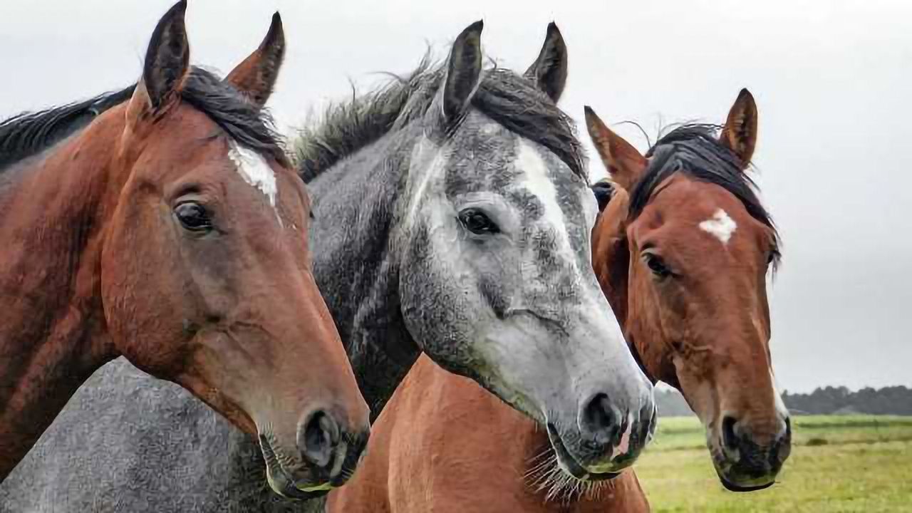 WGS Used to Identify Cause of Zoonotic Epidemic for First Time Ever