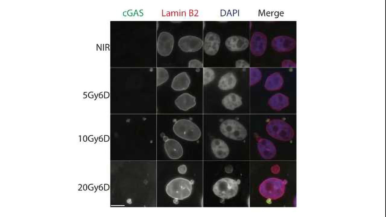 How DNA Damage Turns the Immune System Against Cancer