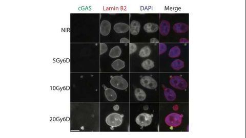 How DNA Damage Turns the Immune System Against Cancer