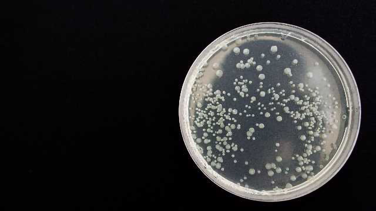 Staphylococcus aureus Killed with Light