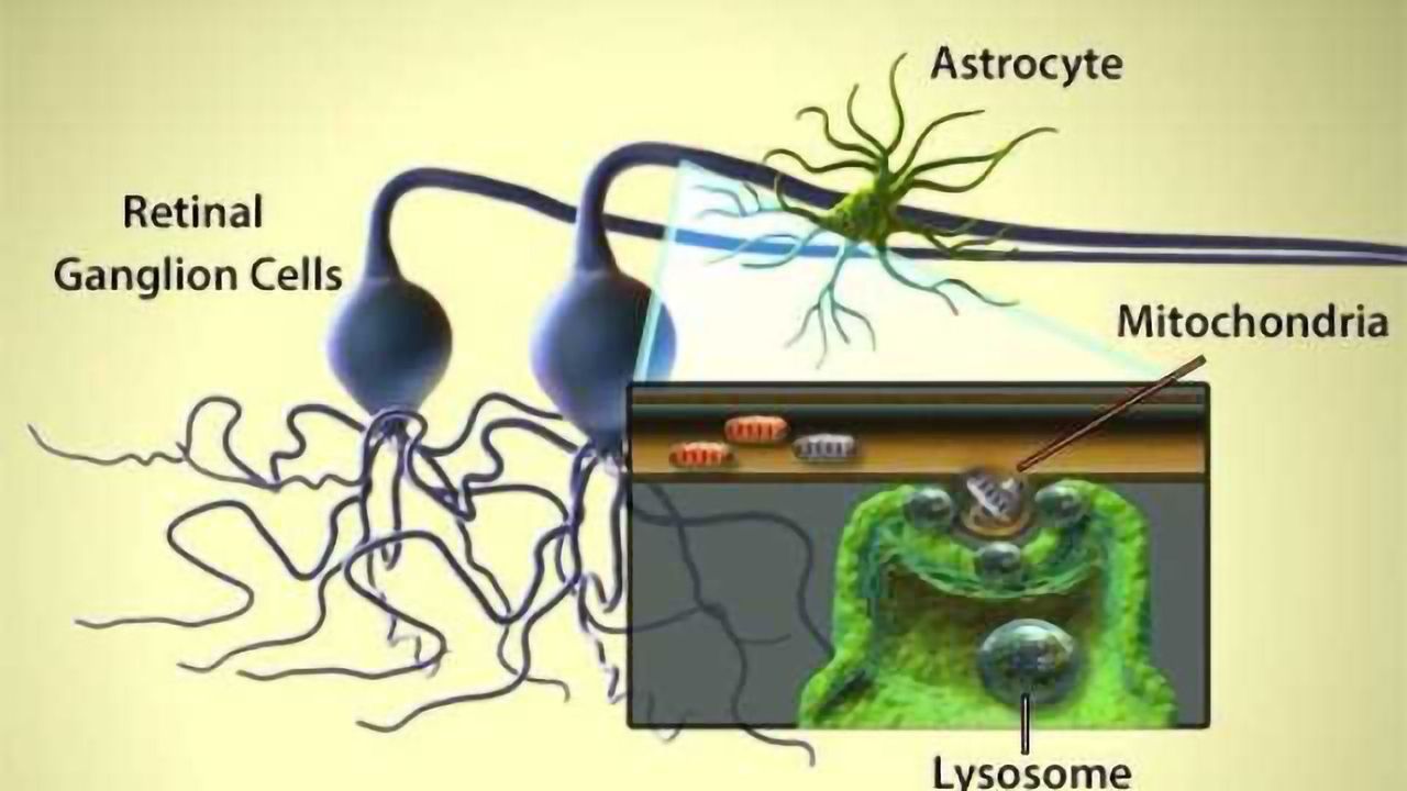 Mitochondria Ejection and Astrocyte Cleanup