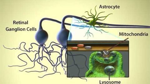 Mitochondria Ejection and Astrocyte Cleanup