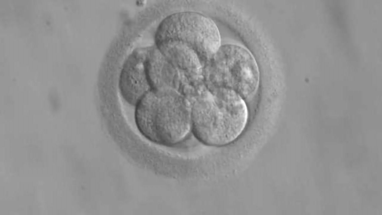 CRISPR Used to Correct Pathogenic Gene Mutation in Human Embryos