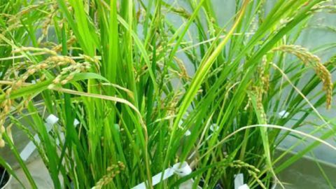 Multi-nutrient Rice to Fight Malnutrition