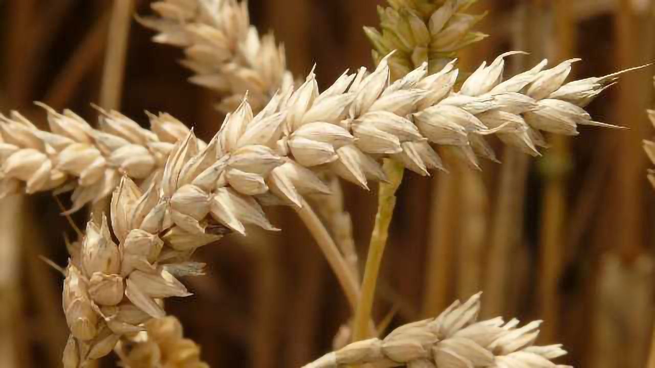 Archaeologists Find Key to Tracking Ancient Wheat