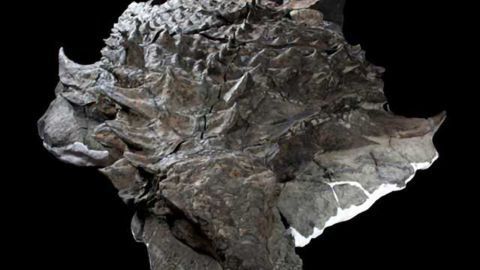 Huge, Armoured Dinosaur Found in Incredible Condition
