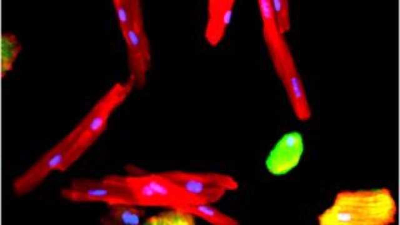 Gene Involved in Natural Variation in Heart Regeneration Identified