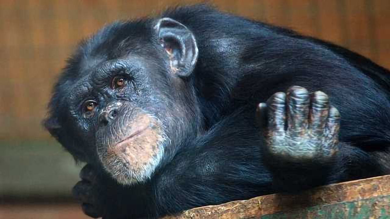Pathological Hallmarks of Alzheimer's Disease in Old Chimpanzee Brains
