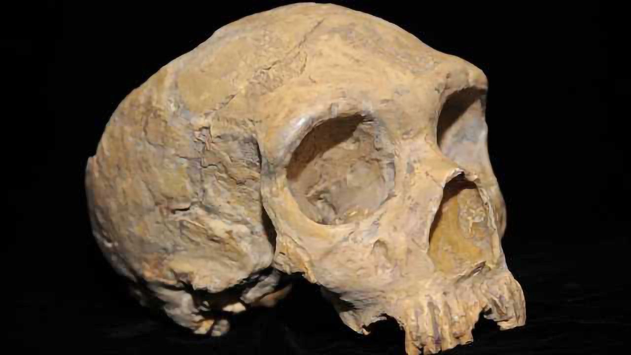 DNA Study Contradicts Conventional Wisdom On the Origin of Modern Humans