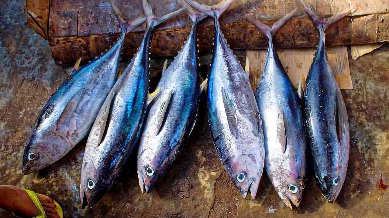 Pollutant Levels in Tuna Depend on Where They Are Caught