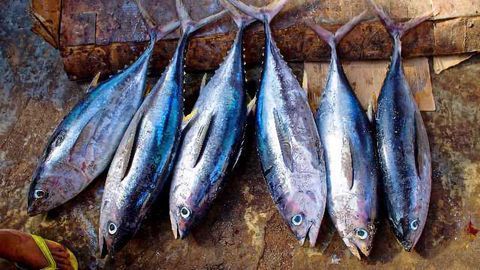 Pollutant Levels in Tuna Depend on Where They Are Caught
