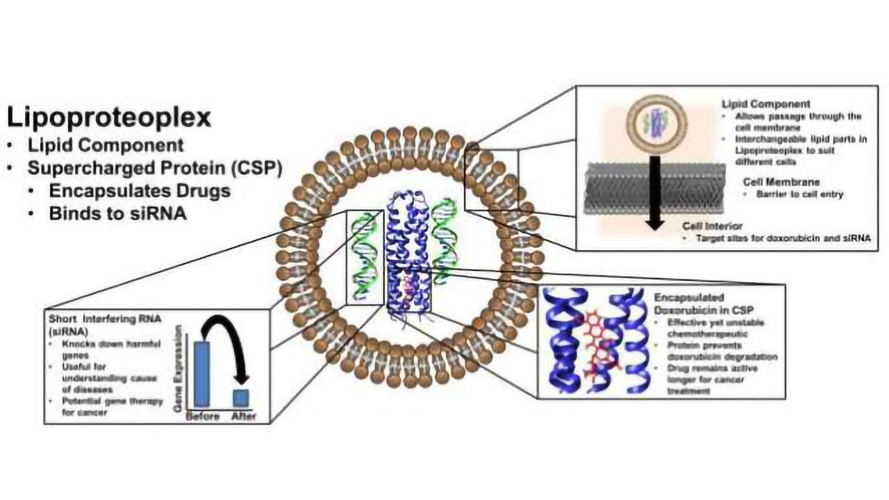 Powerful RNAi, Chemotherapy Combo Deals a Double Blow to Cancer Cells