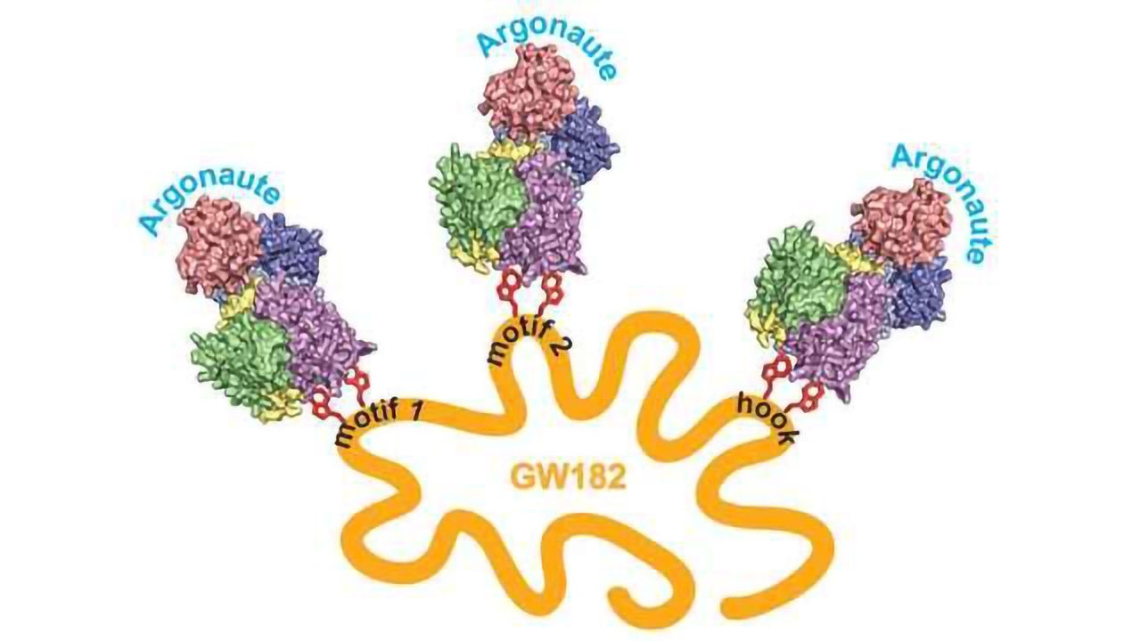 Structural Analysis Reveals How RNAi Self Multiplies its Gene Silencing Effects