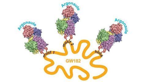 Structural Analysis Reveals How RNAi Self Multiplies its Gene Silencing Effects