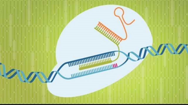 与小说,保持目标高保真Cas9内容块的形象