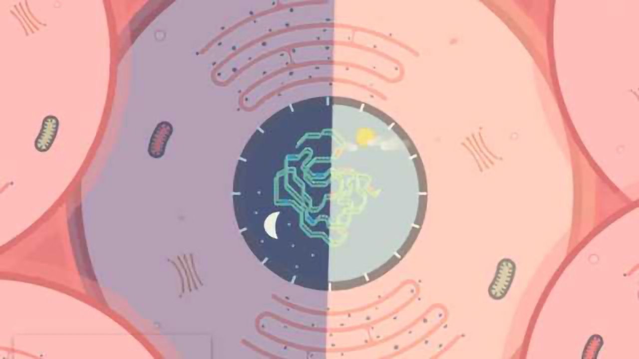 Aged stem cells reprogram their daily rhythmic functions
