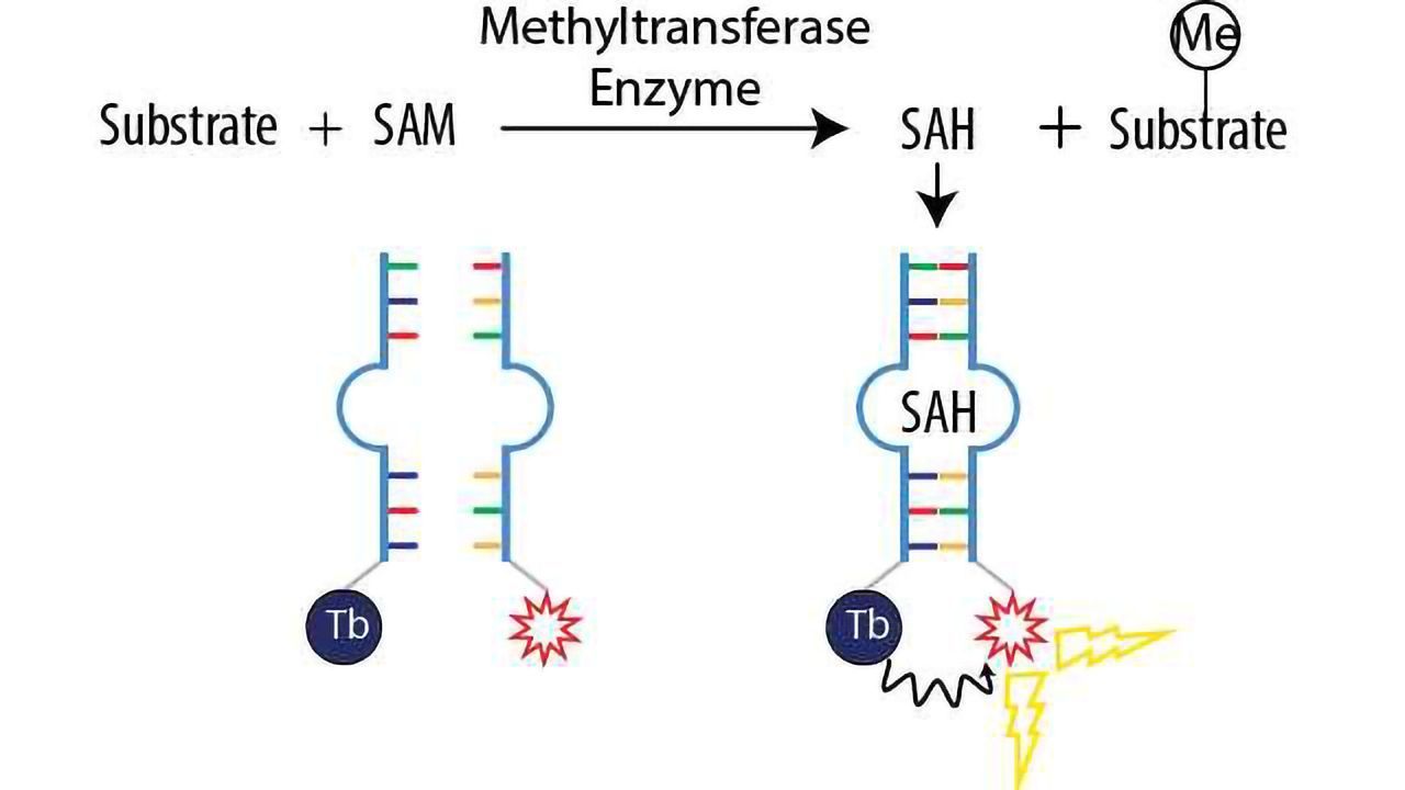 BellBrook Labs Launches Methyltransferase Assay to Accelerate Epigenetic Drug Discovery