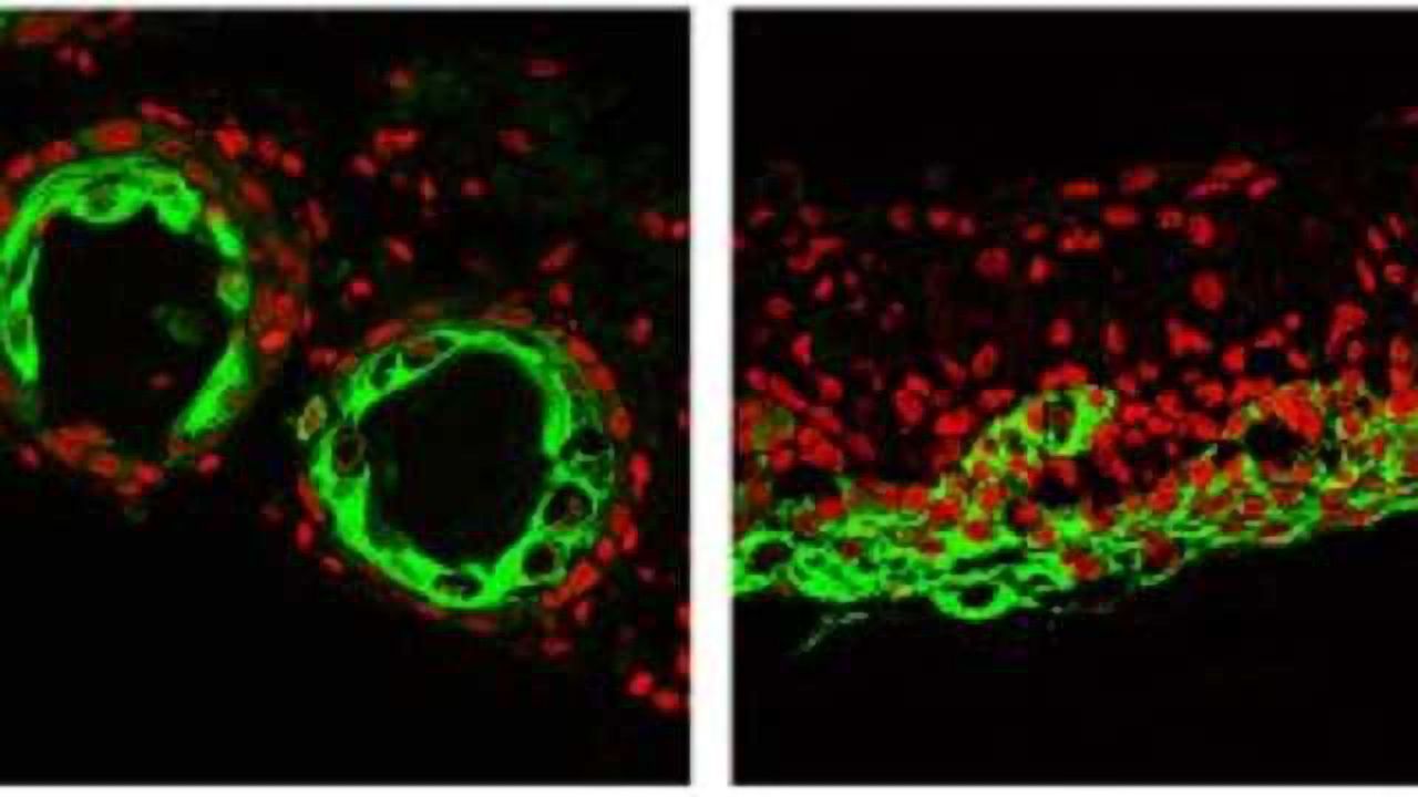 Molecular "How To" Guide For Producing Hair Follicles Obtained