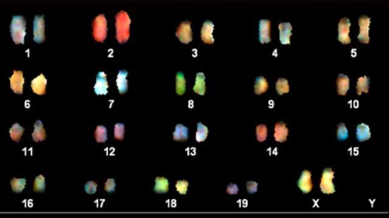 A Way to Stabilize Haploidy in Animal Cells