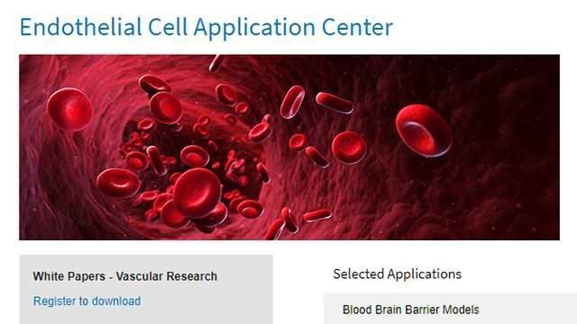 Lonza Expands Support for Researchers with New Endothelial Cell Application Center content piece image 