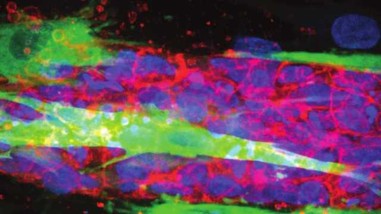 Blood-vessel-on-a-Chip Models Vascular Barrier Function