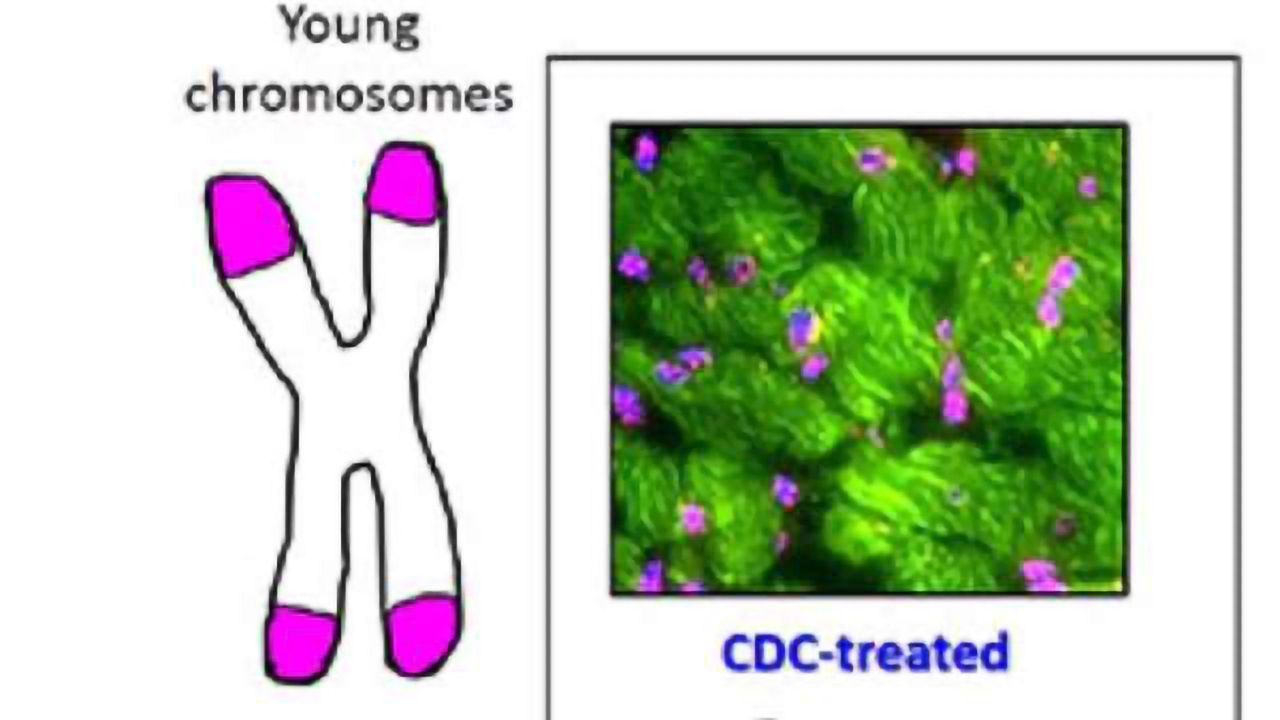 Stem Cells From Young Hearts Could Rejuvenate Old Hearts